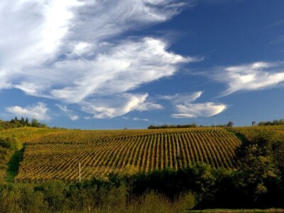 Vinograd 17 hektara Slavonija SNIŽENO