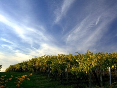 Vinograd 17 hektara Slavonija SNIŽENO