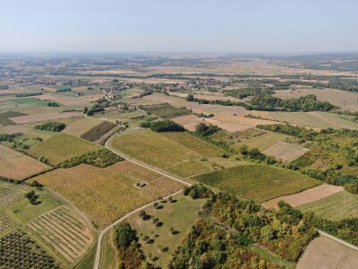 Vinograd 17 hektara Slavonija SNIŽENO