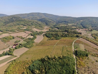 Vinograd 17 hektara Slavonija SNIŽENO