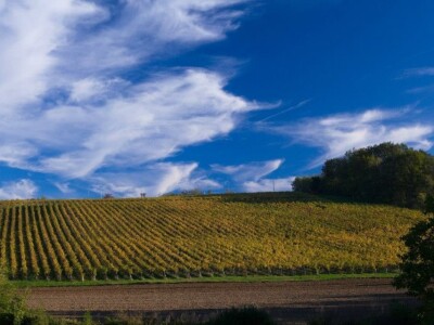 Vinograd 17 hektara Slavonija SNIŽENO