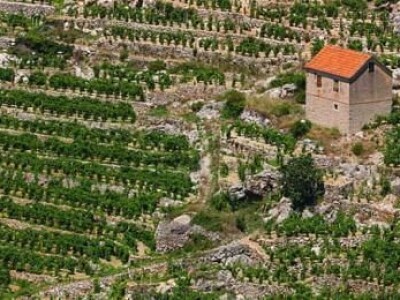 Vinograd na otoku Hvaru,53.000m2