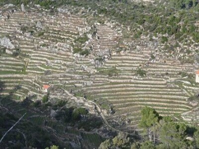 Vinograd na otoku Hvaru,53.000m2