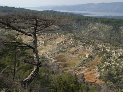 Vinograd na otoku Hvaru,53.000m2