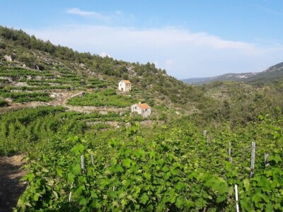 Vinograd na otoku Hvaru,53.000m2
