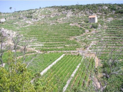 Vinograd na otoku Hvaru,53.000m2