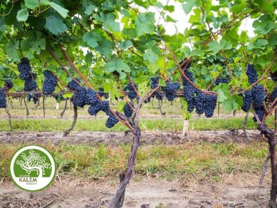 Prodaja VINOVE LOZE | LOZNIH KALEMOVA | POVOLJNE CENE!!!