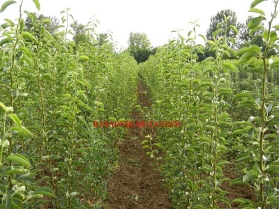 Voćne sadnice na vašu adresu