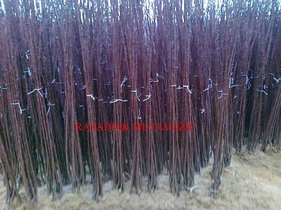 Voćne sadnice na vašu adresu