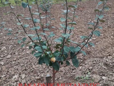 Voćne sadnice na vašu adresu