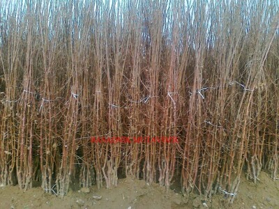 Voćne sadnice na vašu adresu