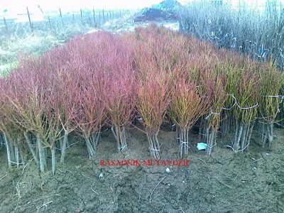 Voćne sadnice na vašu adresu