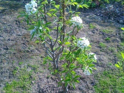 Voćne sadnice na vašu adresu