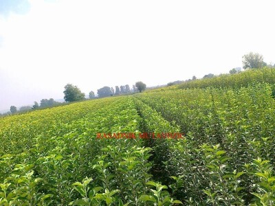 Voćne sadnice na vašu adresu