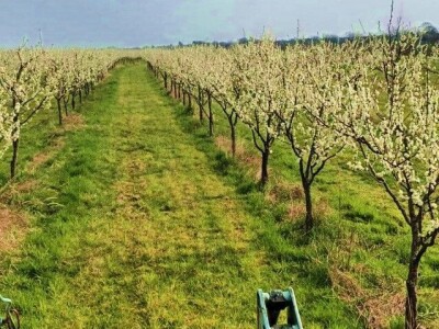Voćnjak 51 hektar (šljive i dunje) + strojevi + popratni objekti