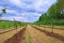 Voćnjak 51 hektar (šljive i dunje) + strojevi + popratni objekti