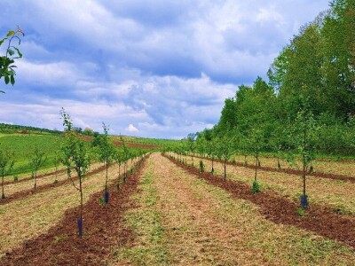 Voćnjak 51 hektar (šljive i dunje) + strojevi + popratni objekti