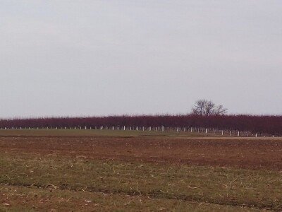 Voćnjak kajsija površine 9,3ha u Pavlovcima, pored Rume!