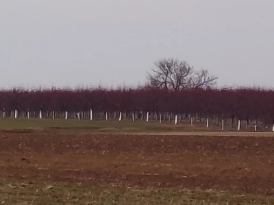 Voćnjak kajsija površine 9,3ha u Pavlovcima, pored Rume!