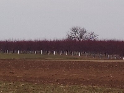 Voćnjak kajsija površine 9,3ha u Pavlovcima, pored Rume!