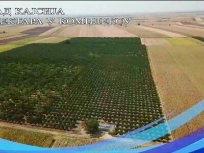 Voćnjak kajsija površine 9,3ha u Pavlovcima, pored Rume!
