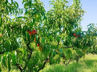 Voćnjak + kuća + pomoćne zgrade + strojevi (26.539 m2) - Tenja