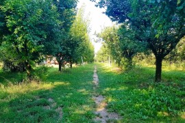 Voćnjak + kuća + pomoćne zgrade + strojevi (26.539 m2) - Tenja