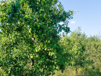 Voćnjak + kuća + pomoćne zgrade + strojevi (26.539 m2) - Tenja