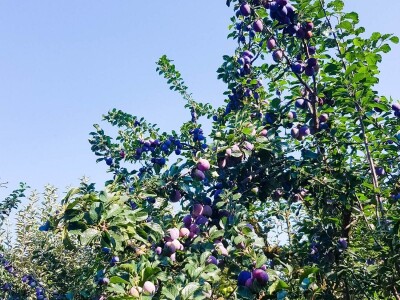 Voćnjak + kuća + pomoćne zgrade + strojevi (26.539 m2) - Tenja