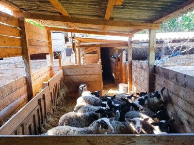 Voćnjak + kuća + pomoćne zgrade + strojevi (26.539 m2) - Tenja