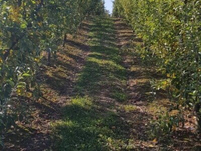 Voćnjak na prodaju - POVOLJNO!