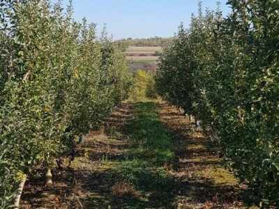 Voćnjak na prodaju - POVOLJNO!