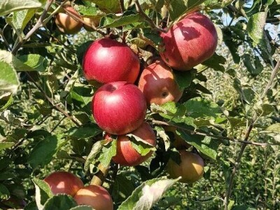 Voćnjak na prodaju - POVOLJNO!