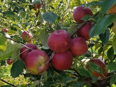 Voćnjak na prodaju - POVOLJNO!