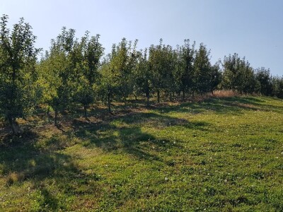 Voćnjak na prodaju - POVOLJNO!