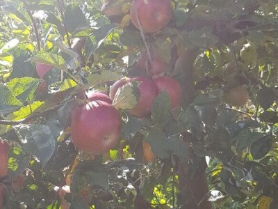 Voćnjak na prodaju - POVOLJNO!