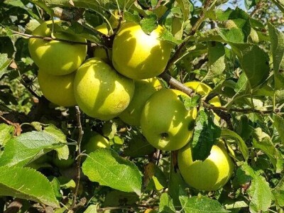 Voćnjak na prodaju - POVOLJNO!