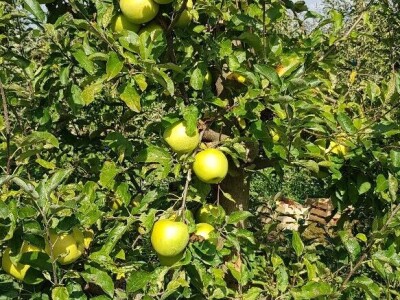 Voćnjak na prodaju - POVOLJNO!