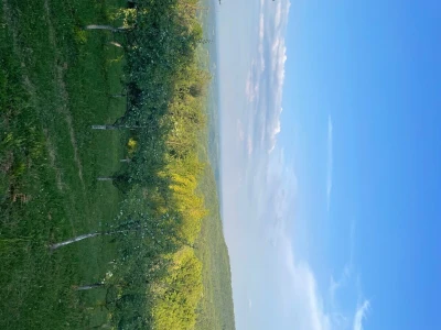 Voćnjak šljive