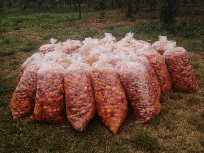 Voćnjak kajsija - Bačka Topolka