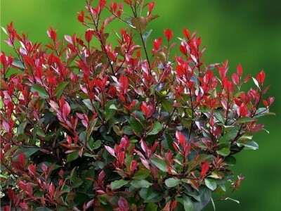 Rasadnik Milić - internetska prodaja i veleprodaja sadnica