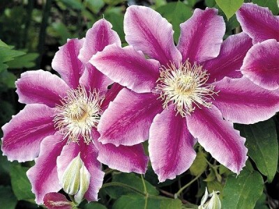 Rasadnik Milić - internetska prodaja i veleprodaja sadnica