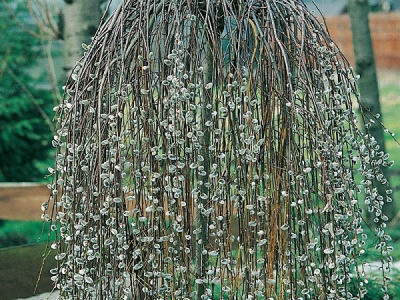 Rasadnik Milić - internetska prodaja i veleprodaja sadnica