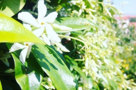 Rasadnik Milić - internetska prodaja i veleprodaja sadnica