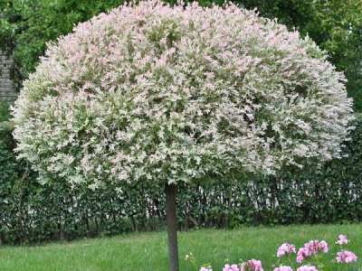 Rasadnik Milić - internetska prodaja i veleprodaja sadnica