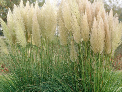 Rasadnik Milić - internetska prodaja i veleprodaja sadnica