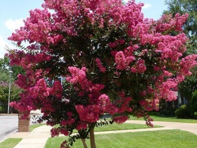 Rasadnik Milić - internetska prodaja i veleprodaja sadnica