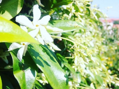 Rasadnik Milić - internetska prodaja i veleprodaja sadnica