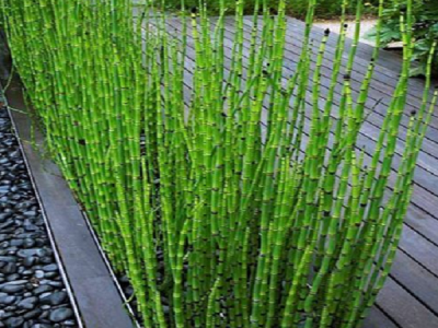 Rasadnik Milić - internetska prodaja i veleprodaja sadnica