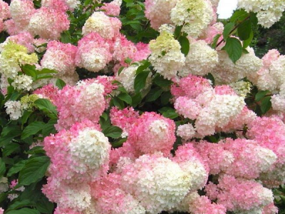 Rasadnik Milić - internetska prodaja i veleprodaja sadnica